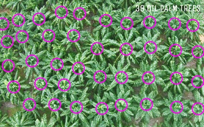 tree counting dengan drone