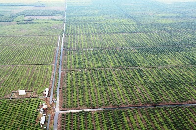 pemantauan penanaman kebun dengan drone